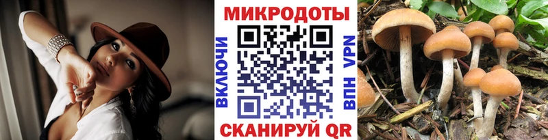 Псилоцибиновые грибы Psilocybe  где найти   blacksprut   Кинель 